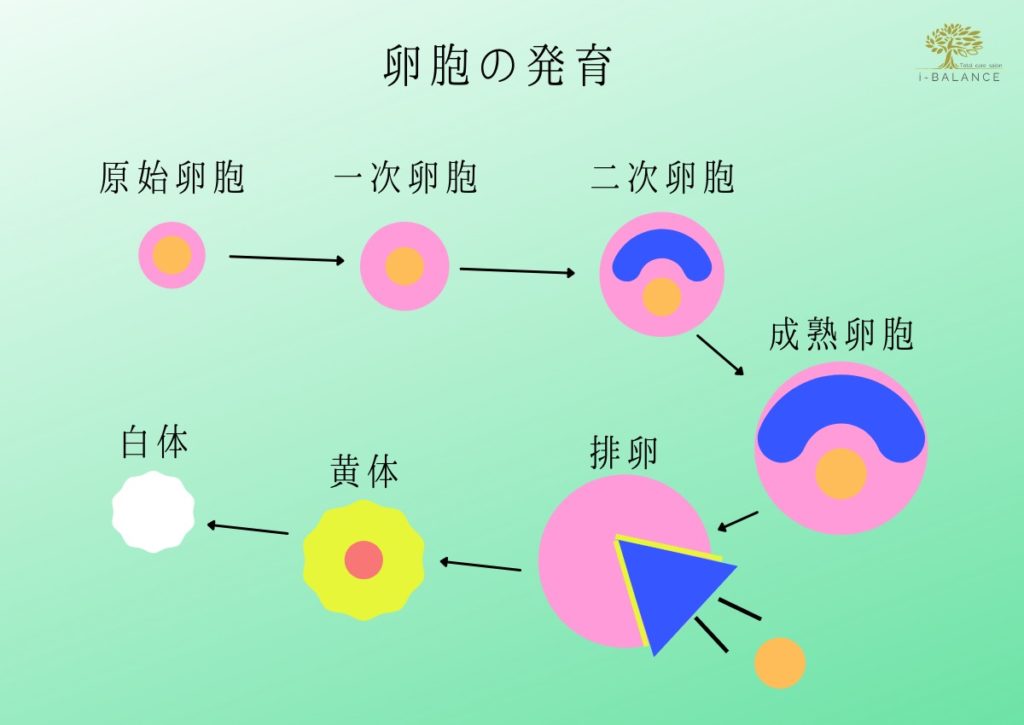卵胞の発育